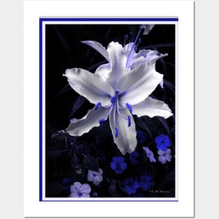 Blue-toned Lily Posters and Art